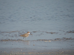Charadrius alexandrinus