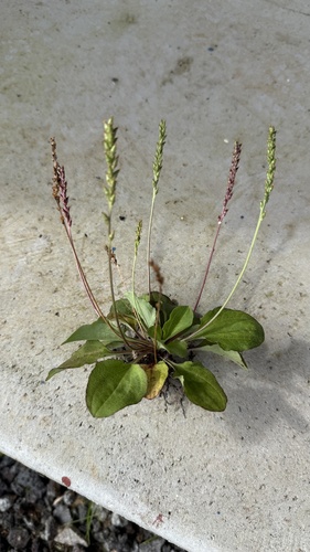 Plantago major observed 2026-10-02