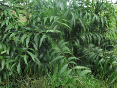 Desmoncus orthacanthos