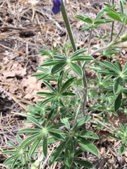 Lupinus hillii