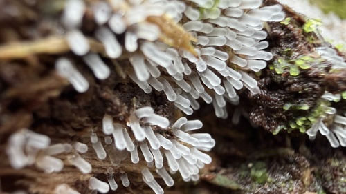 Ceratiomyxa fruticulosa observed 2026-10-03