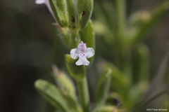 Hedeoma reverchonii serpyllifolia