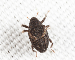 Eubulus obliquefasciatus