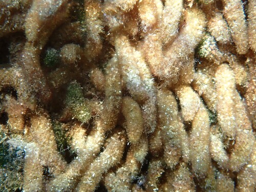 Dasycladus vermicularis observed 2026-10-03