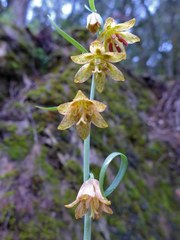 Fritillaria micrantha