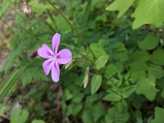 Phlox adsurgens