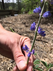 Lupinus hillii
