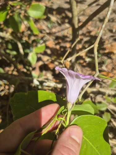 Ipomoea littoralis observed 2026-10-03