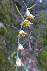 Fritillaria micrantha