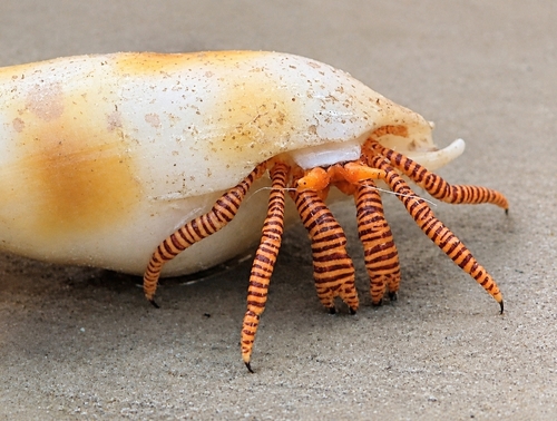 Ciliopagurus strigatus, 2026-10-03