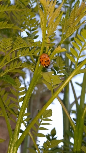 Asian Lady Beetle