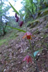 Fritillaria micrantha