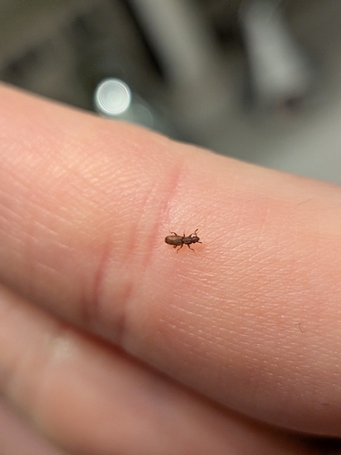 Oryzaephilus surinamensis, 2026-09-27