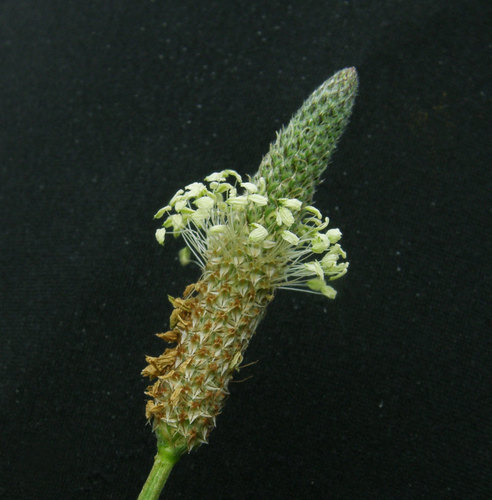 Siauralapis gyslotis nuotrauka