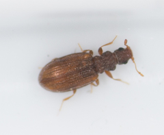 Cartodere constricta