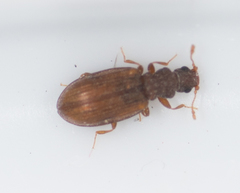 Cartodere constricta