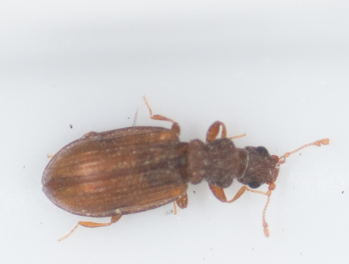 Plaster Beetle (Cartodere constricta) photo 3
