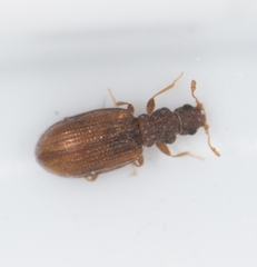 Cartodere constricta