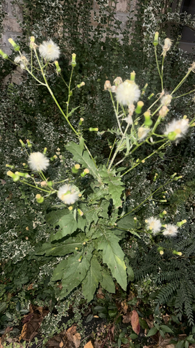 American burnweed