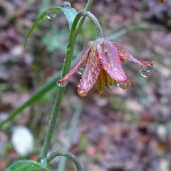 Fritillaria micrantha