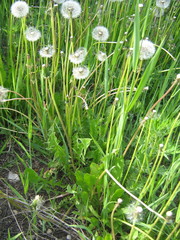 Taraxacum officinale
