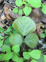 Desmodium rotundifolium