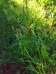 Alopecurus pratensis