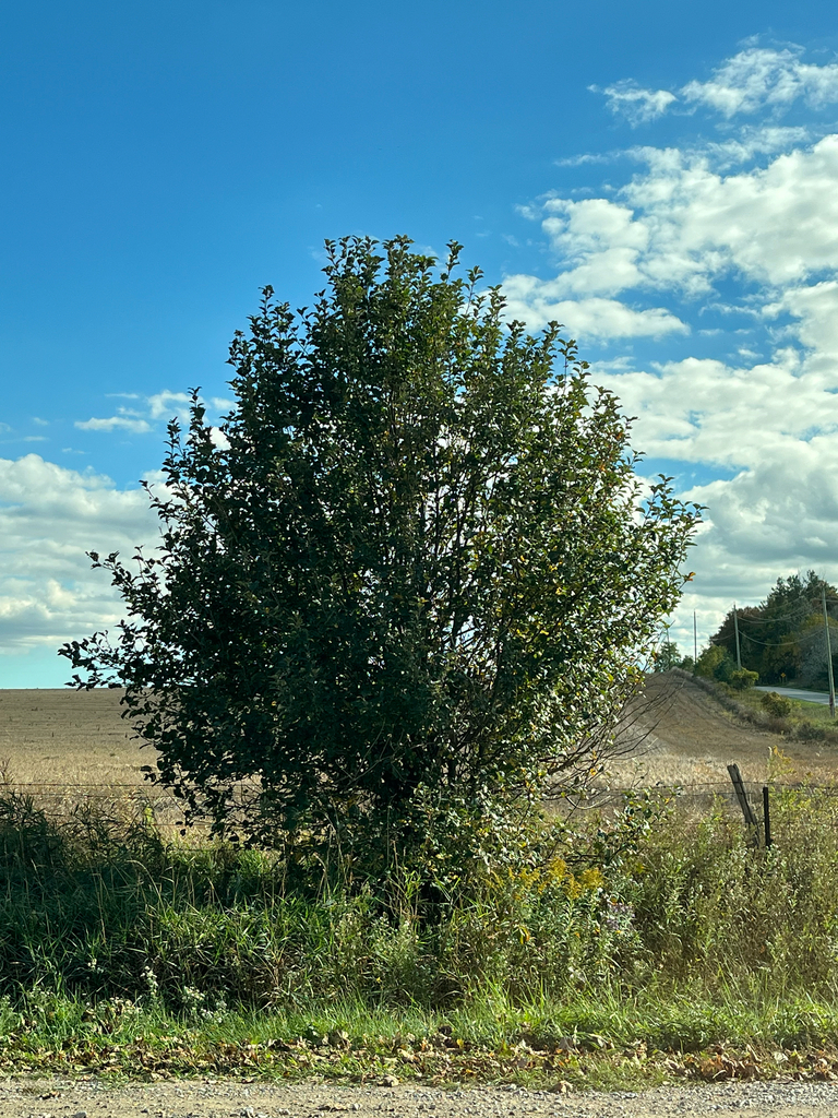 A bushy roadside poplar still wholly dark green beside a harvested field and a country road.