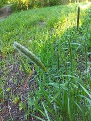 Alopecurus pratensis