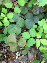 Desmodium rotundifolium