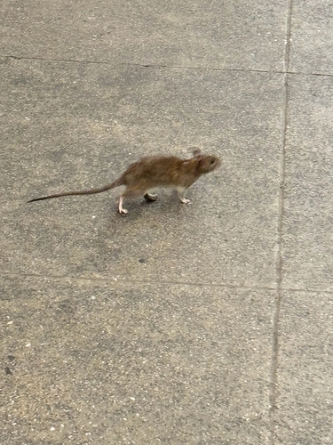 Rat photographed near here on 2026-10-03