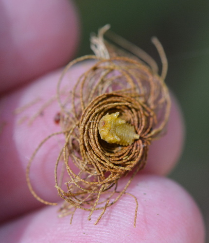 Palmetto Tortoise Beetle photo 5