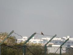 Streptopelia senegalensis