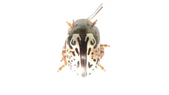 Calligrapha vicina