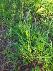 Alopecurus pratensis