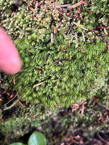 Dicranum fuscescens observed 2026-10-03