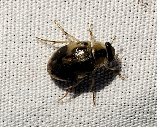 Berosus miles