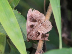 Poaphilini
