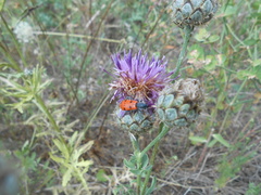 Trichodes octopunctatus