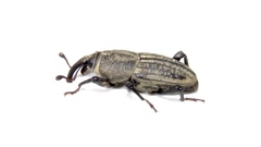Sphenophorus parvulus