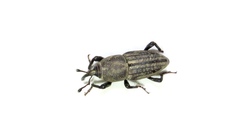 Sphenophorus parvulus