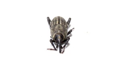 Sphenophorus parvulus