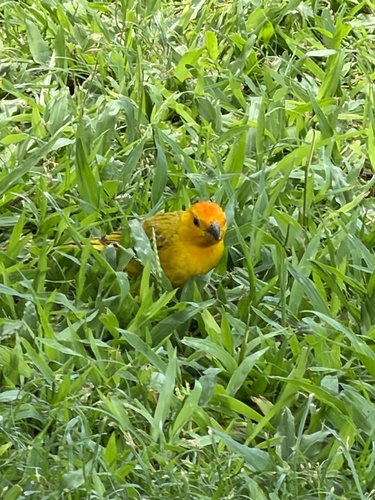 Sicalis flaveola observed 2026-10-03