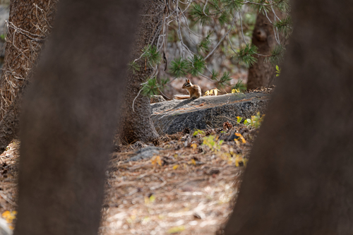Long-eared Chipmunk observed by tyler__-