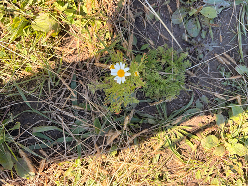 Anthemis cotula observed 2026-10-03