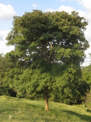 Handroanthus ochraceus