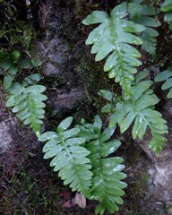 Polypodium hesperium