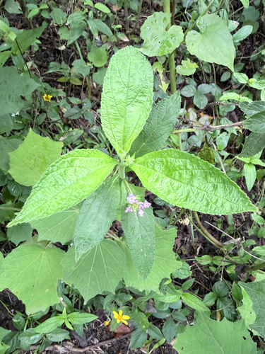 Lantana trifolia observed 2026-10-03