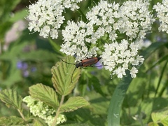 Anastrangalia dubia