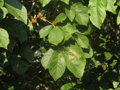 Handroanthus ochraceus